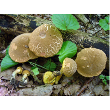 Мицелий Моховика пестрого / Боровик пастбищный (Xerocomus chrysenteron) Мицелий Моховика пестрого / Боровик пастбищный (Xerocomus chrysenteron)
